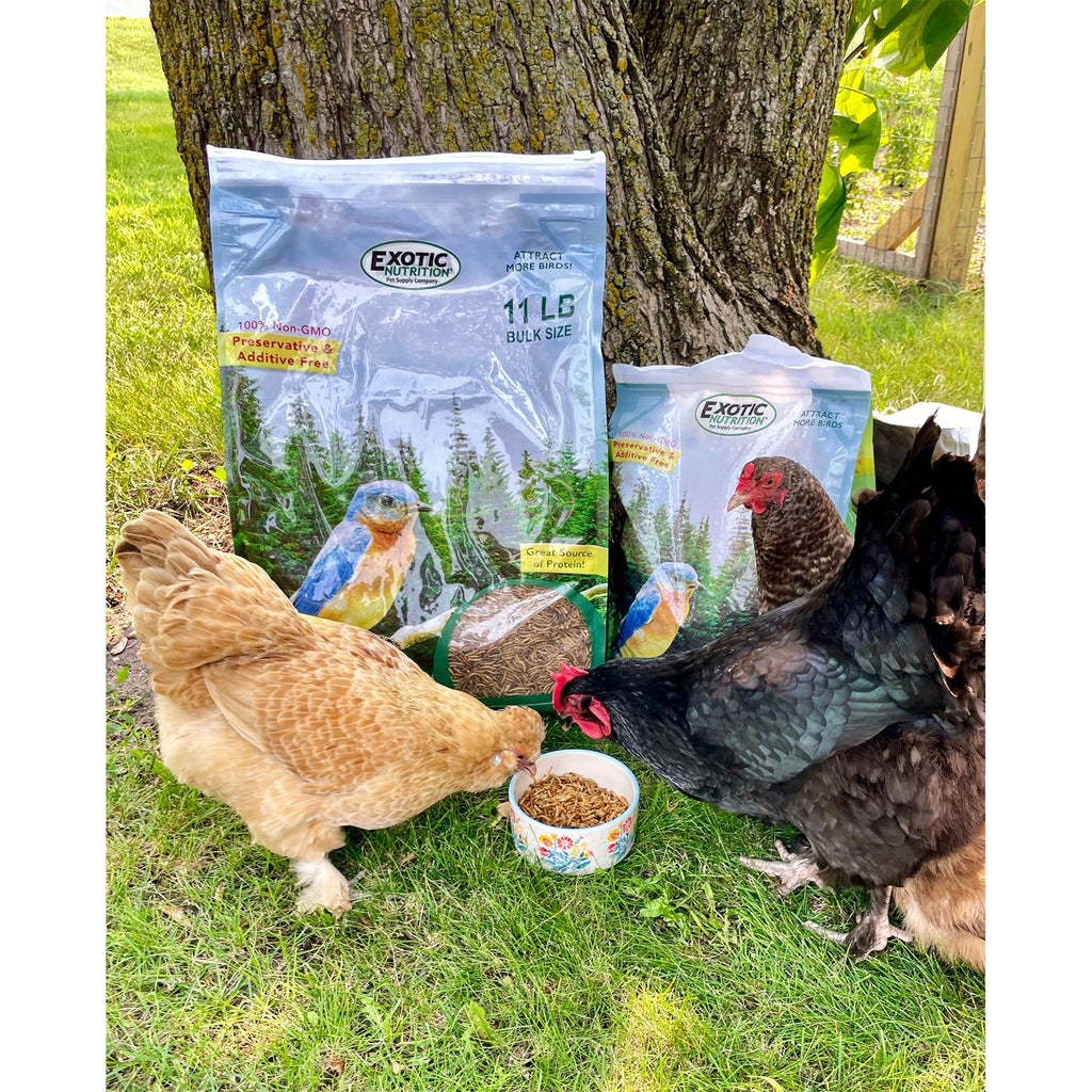 Dried Insect Poultry Feed, Mealworm and BSFL Foraging Supplement in Four Bulk Sizes for Chickens and Ducks source image 6