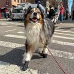 Flexible Dog Booties, Set of Four Water-Resistant Paw Protectors for Hot Pavement, Trails and Winter Walks source image 6