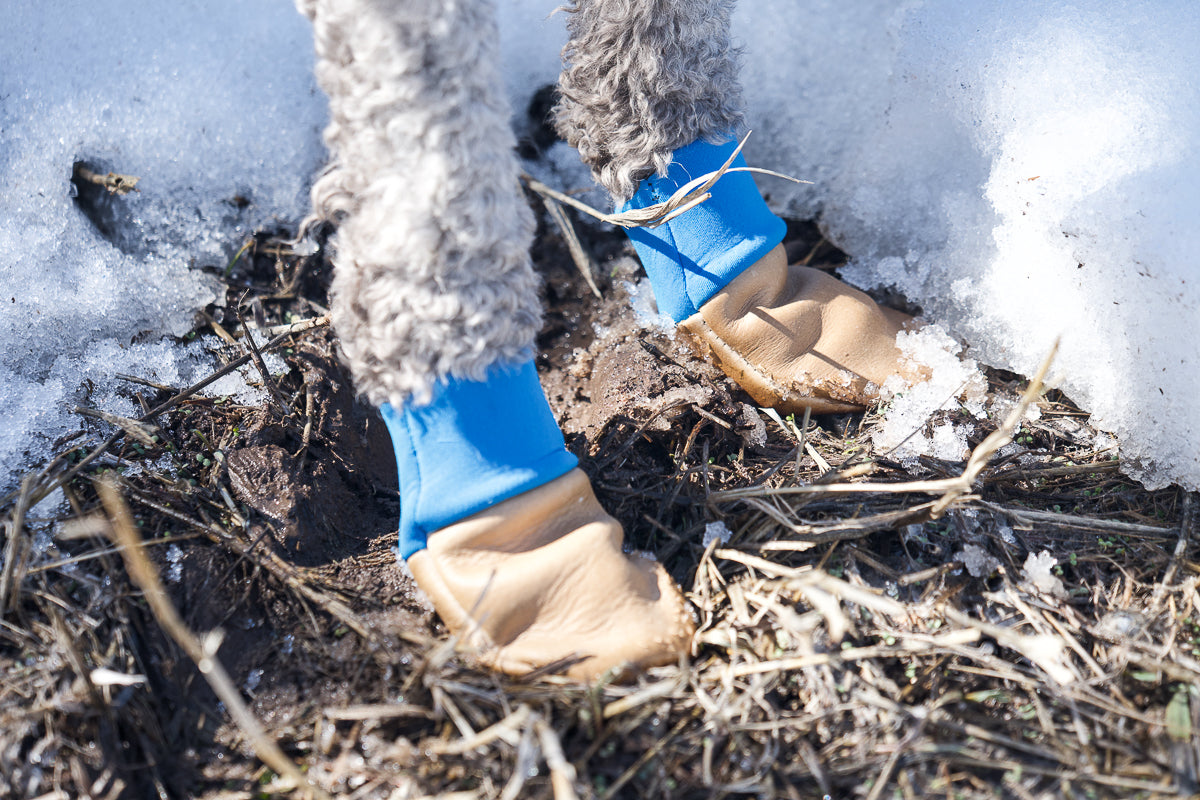 Water-Resistant Dog Booties, One Pair with Leather Soles and Neoprene Uppers for All-Weather Walks source image 6