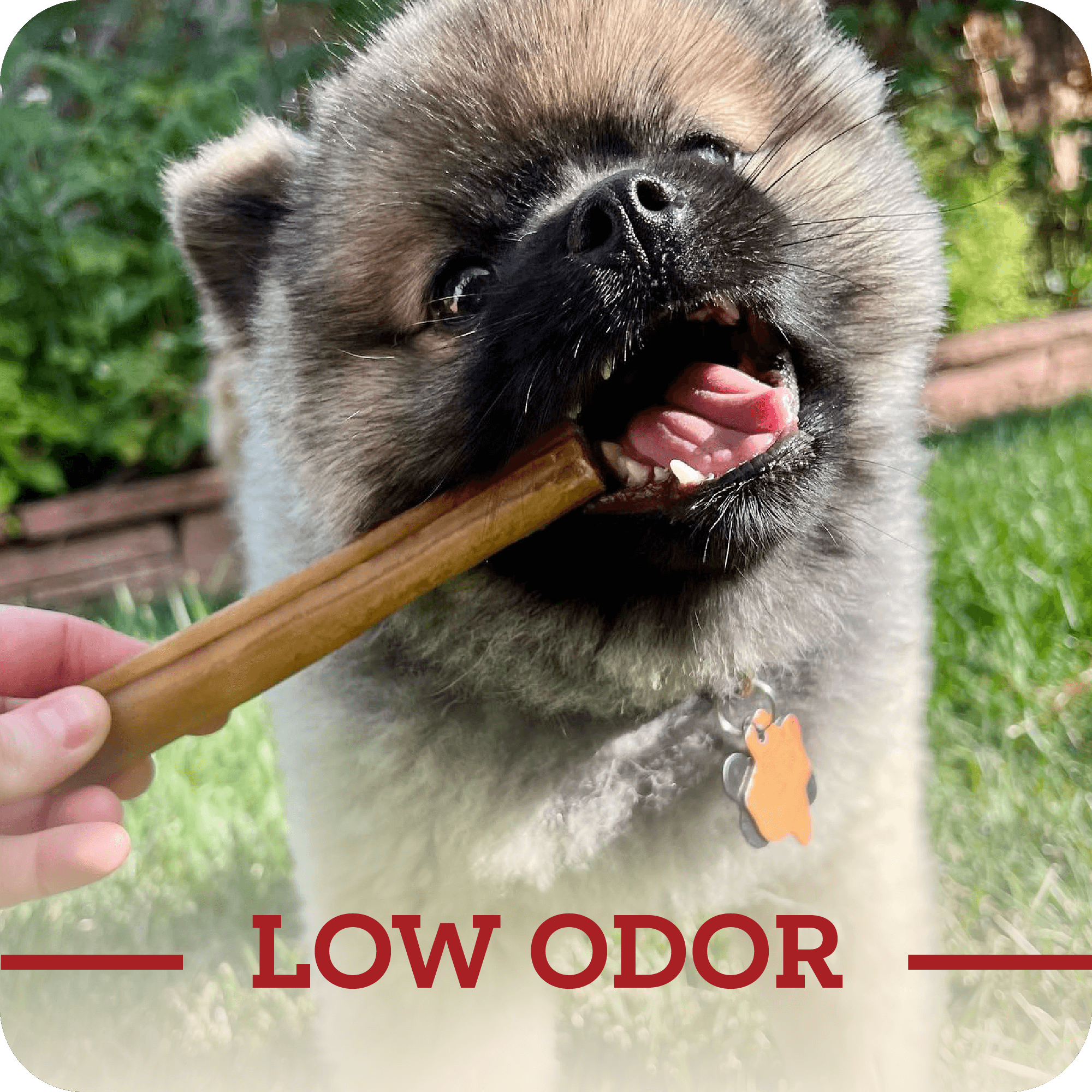 A happy small breed dog receiving their Redbarn Collagen Stick with a title in red with says, 'Low odor.'