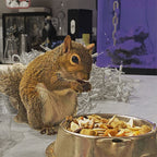 Complete Squirrel Food product image 6