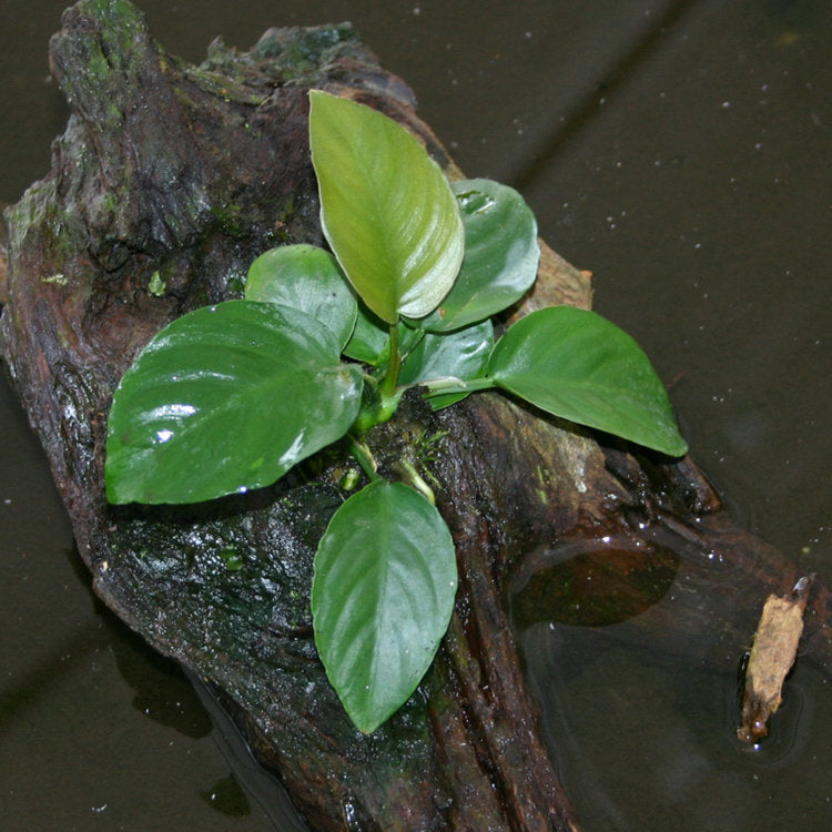 Live Anubias Barteri Aquarium Plant product image 6