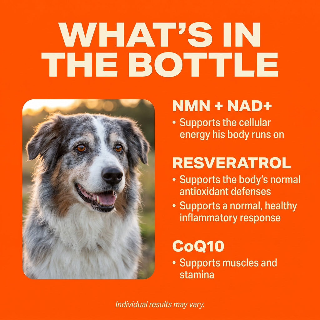 Liquid Dog Wellness Supplement product image 6