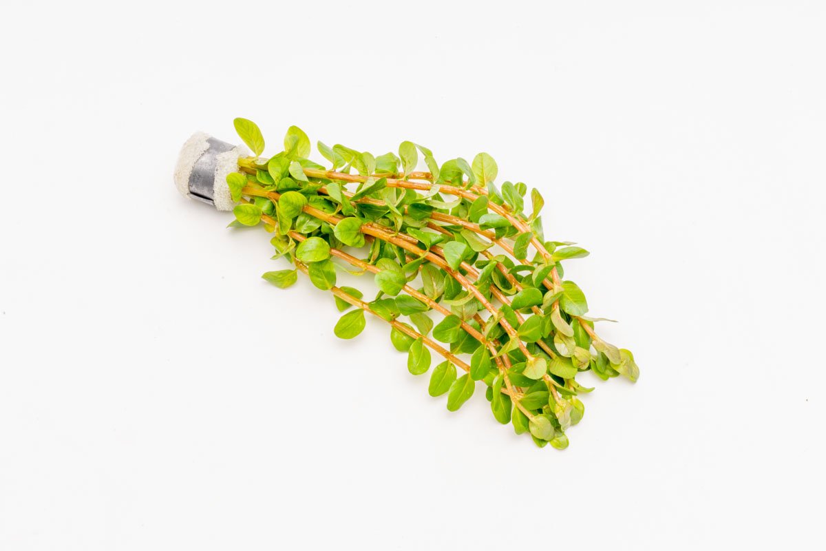 Red Rotala Aquarium Stem Plant product image 6