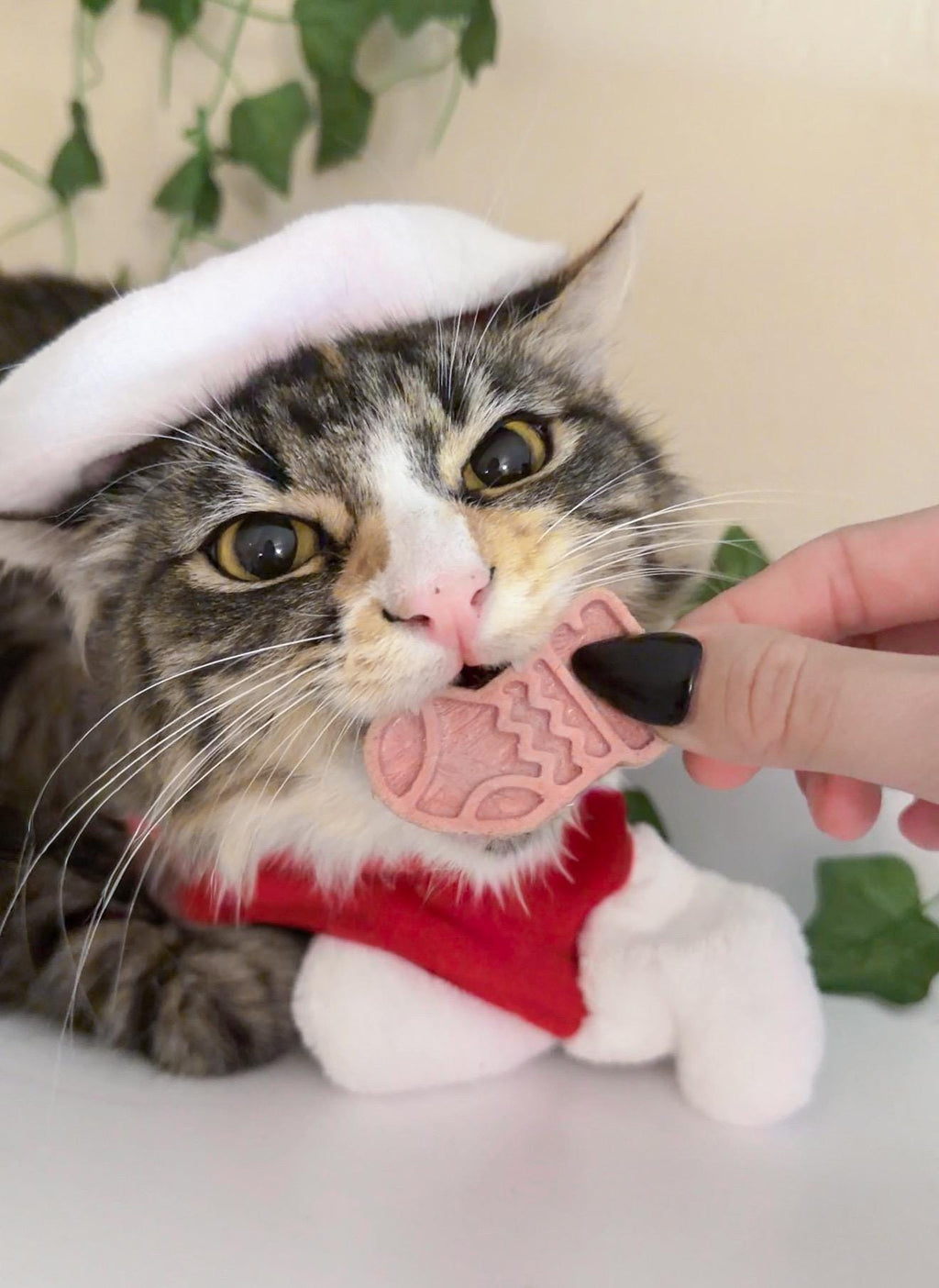 Freeze-Dried Holiday Pet Treats product image 6