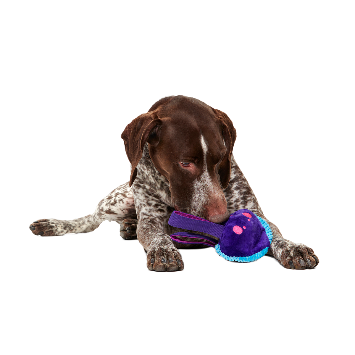 Two-Layer Tug Dog Toy product image 6