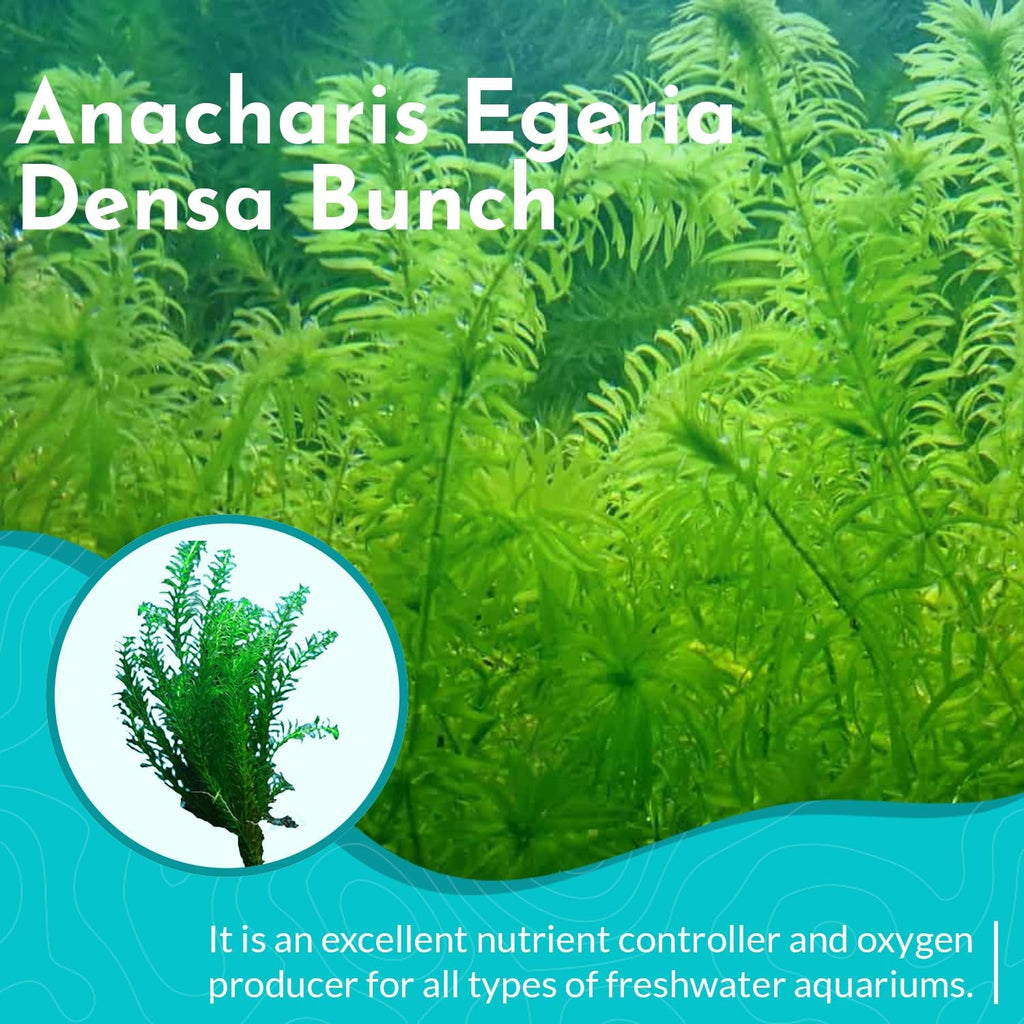 Live Anacharis Aquarium Plant product image 6
