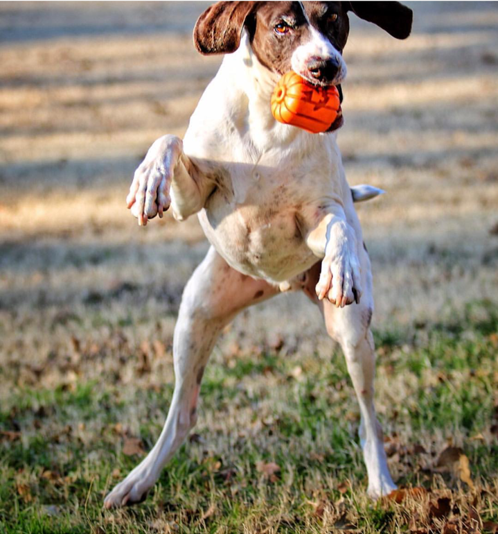 Rubber Dog Toy product image 6