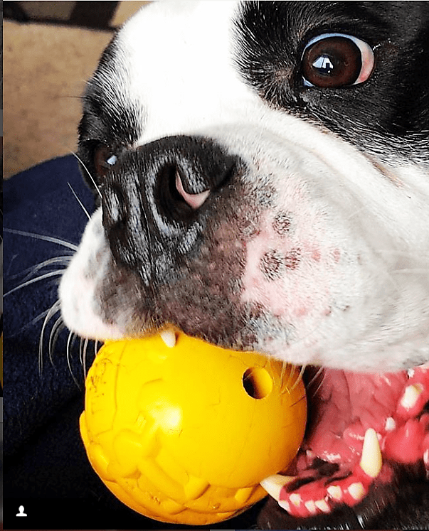 Rubber Dog Ball product image 6
