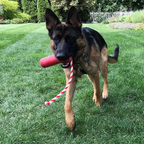 Dog Training Dummy product image 6