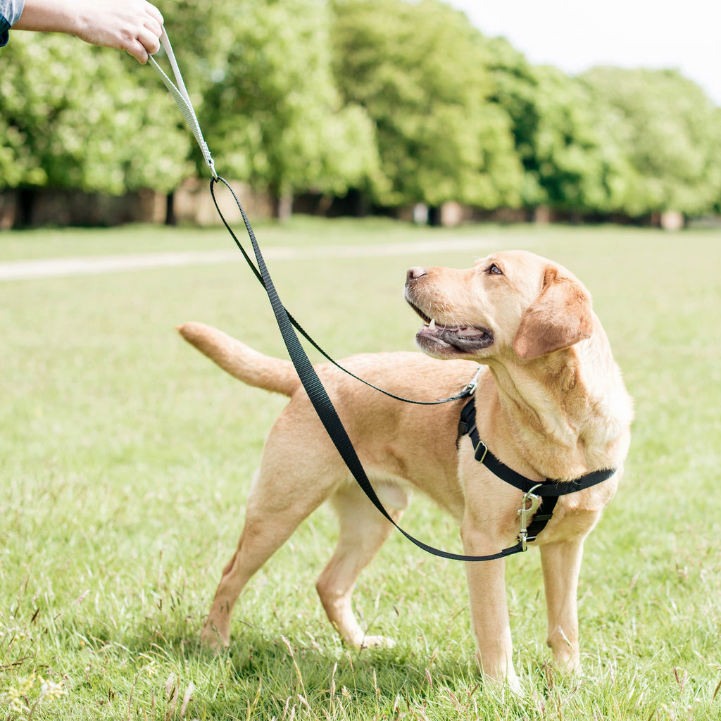No-Pull Dog Harness product image 6