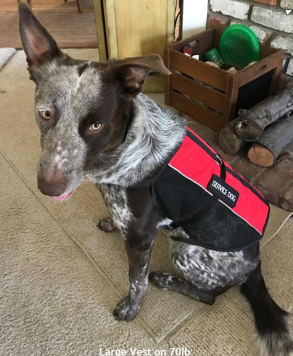 Dog Support Vest product image 6