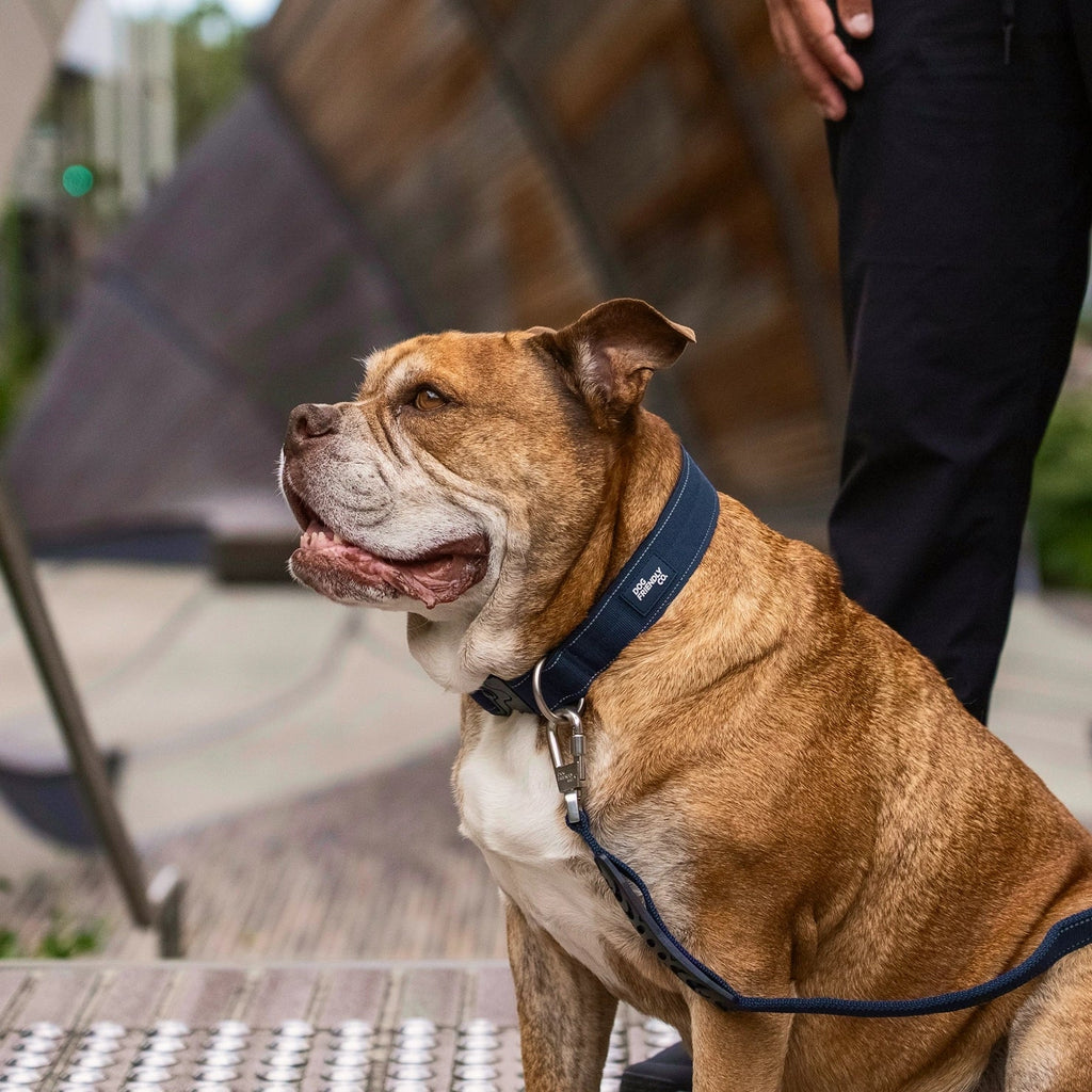 Tactical Dog Collar product image 6