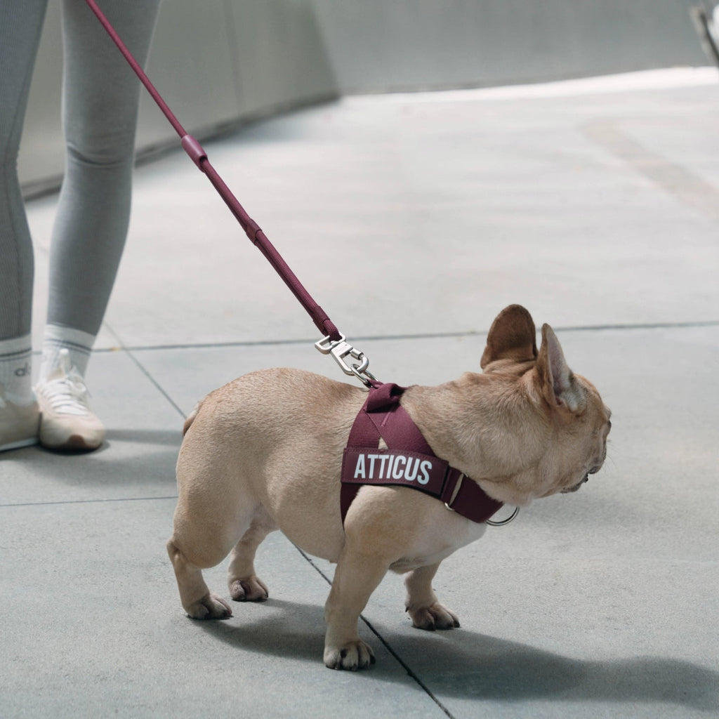 Hands-Free Dog Leash product image 6