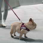 Hands-Free Dog Leash product image 6