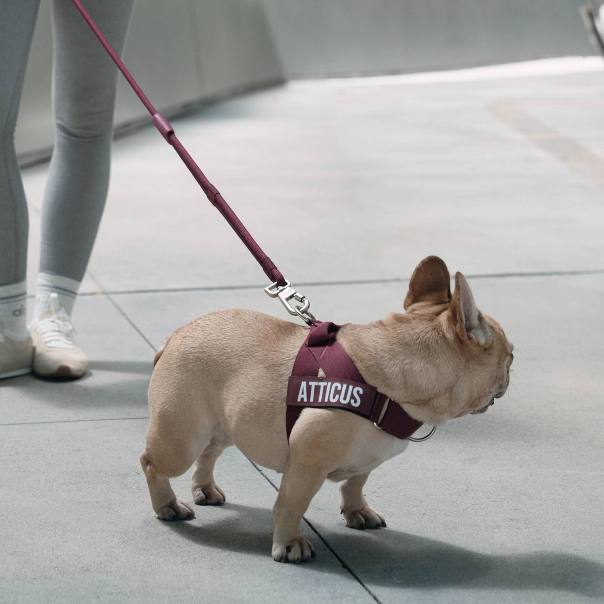 Hands-Free Dog Leash product image 6