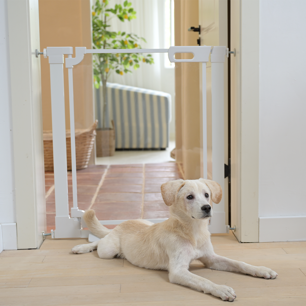 Dog Gates & Pens product image 6