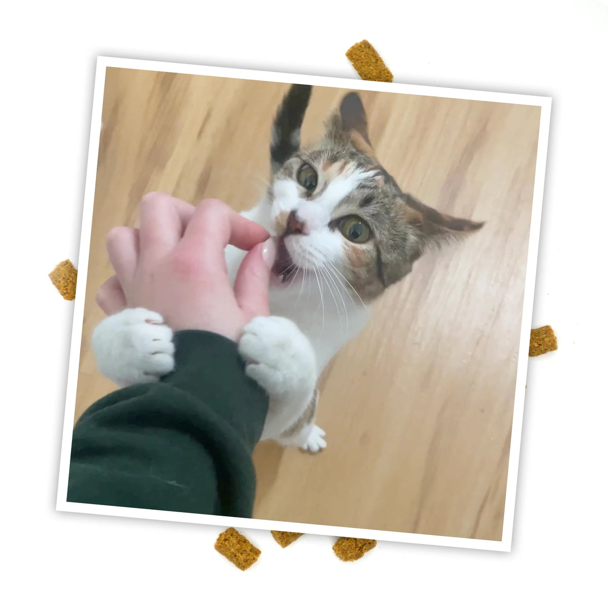 Cat Treats product image 6