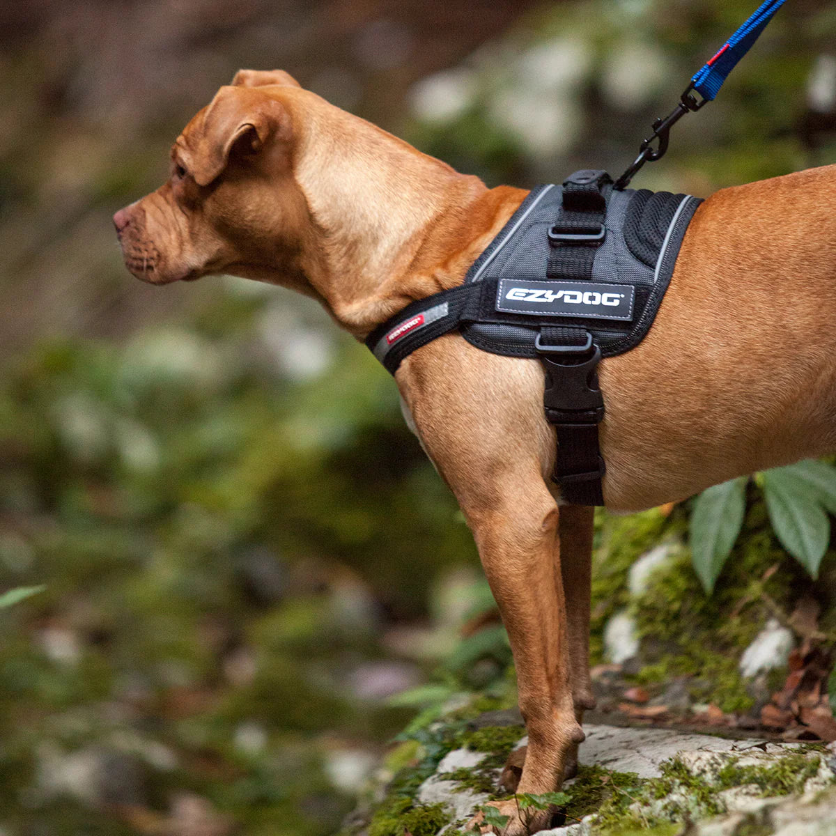 Dog Harness product image 6