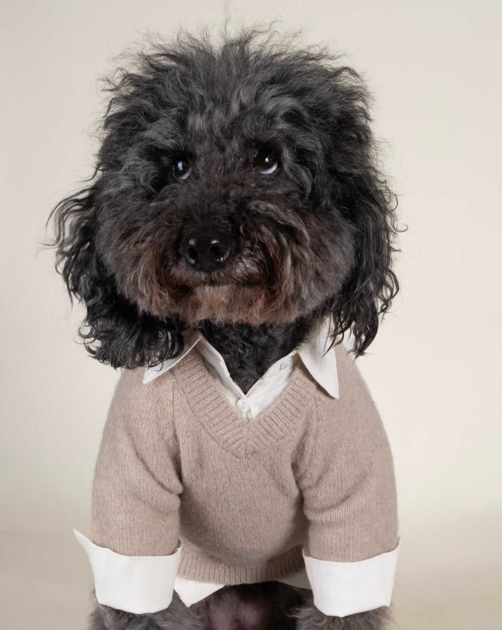 Dog Sweater product image 6