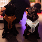 Adjustable No-Pull Dog Harness product image 6