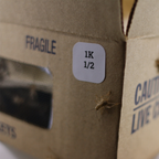 Live Feeder Crickets product image 6