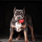 Rubber Dog Toy product image 6