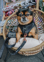 Adjustable Dog Harness product image 6