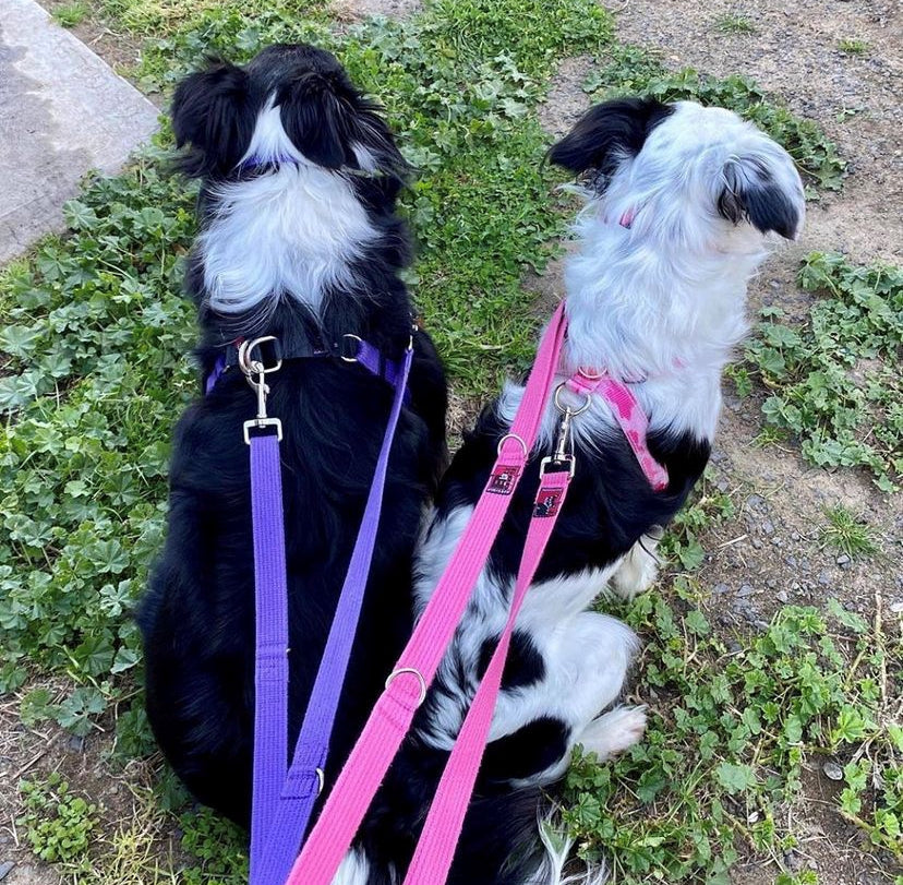 Double Ended Dog Lead product image 6