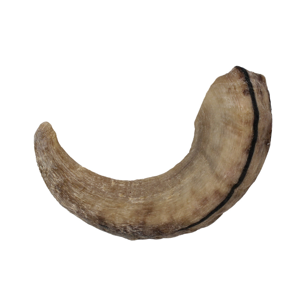 Large Lamb Horn Dog Chew product image 6