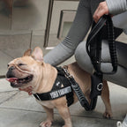 Bungee Dog Leash product image 6