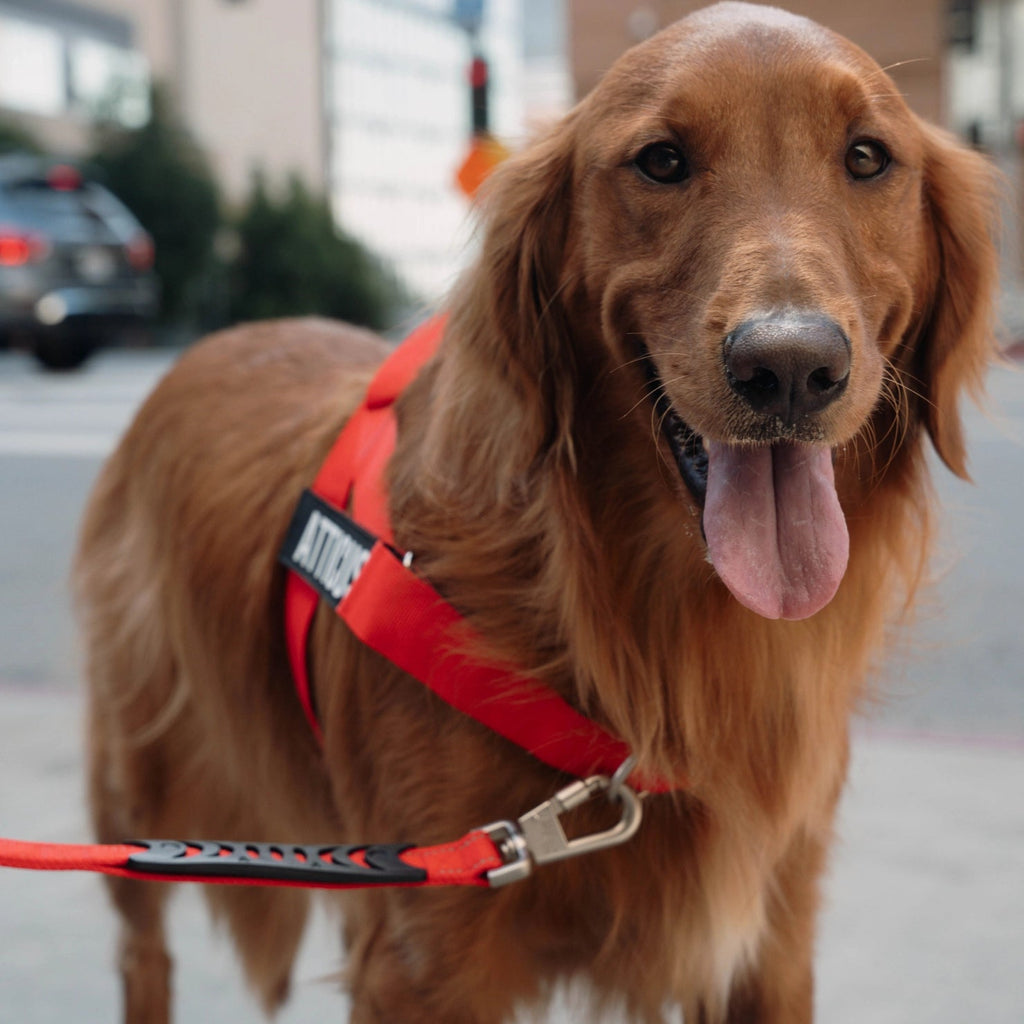 Bungee Dog Leash product image 6