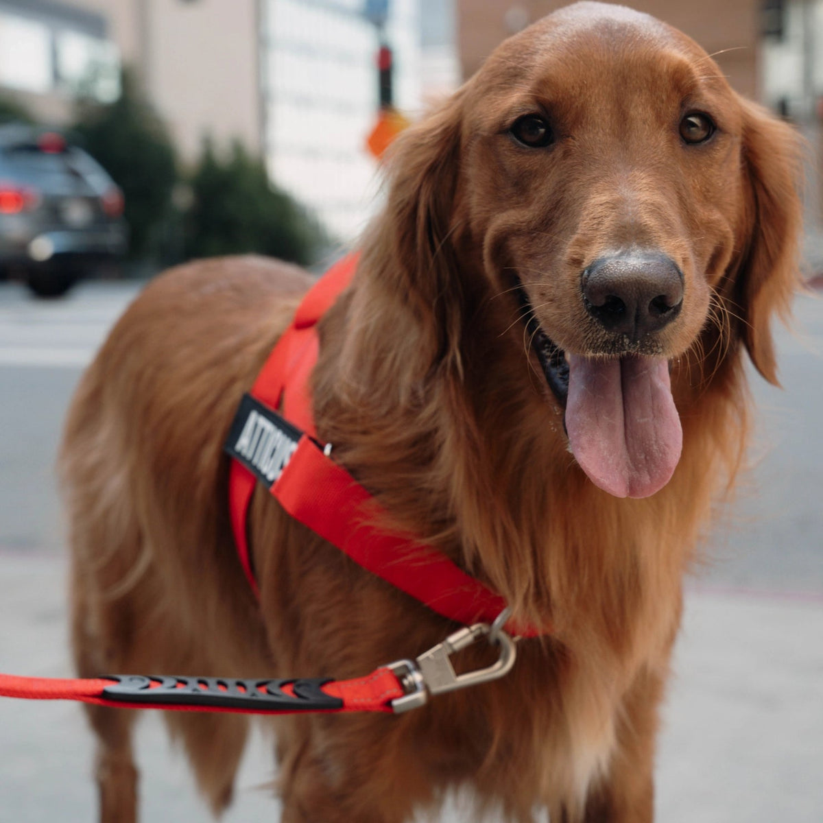 Bungee Dog Leash product image 6