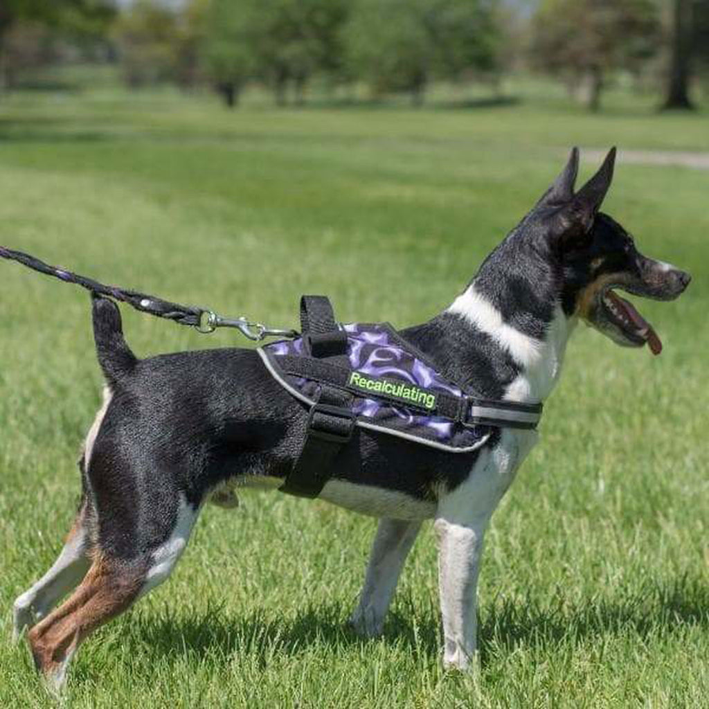 Dog Harness product image 6