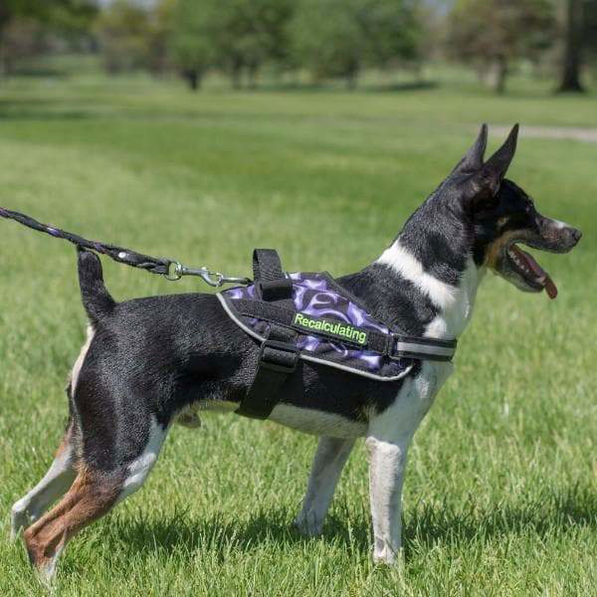 Dog Harness product image 6