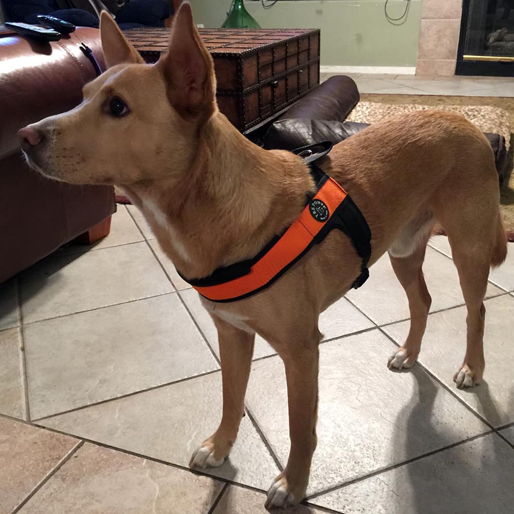 Dog Harness product image 6