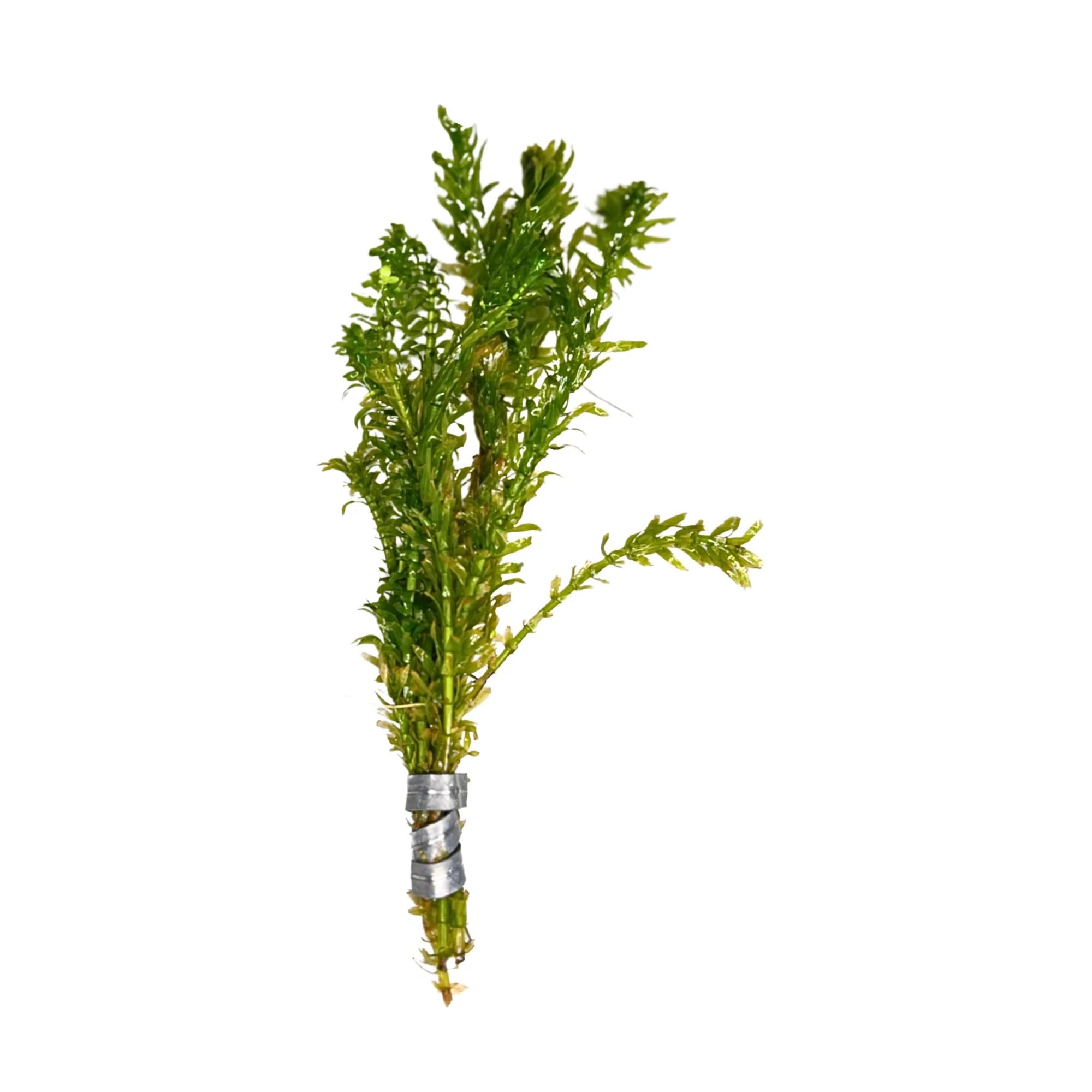 Aquatic Plants product image 6