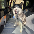 Dog Car Seat Cover product image 6