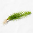 Live Aquarium Plant product image 6