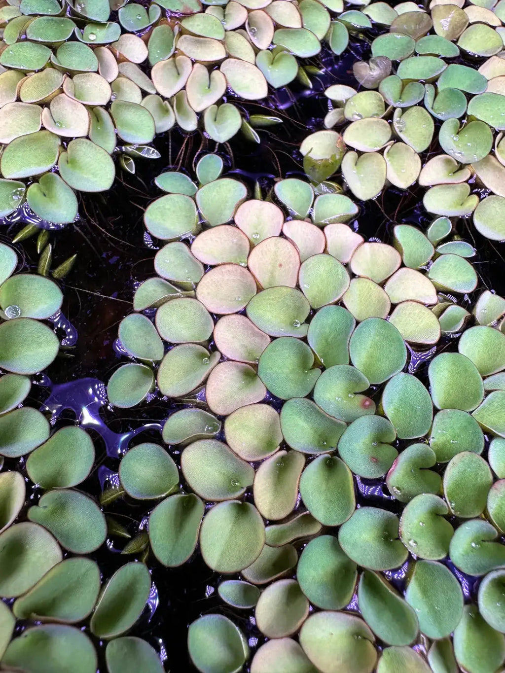 Live Aquarium Plants product image 6