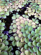 Live Aquarium Plants product image 6