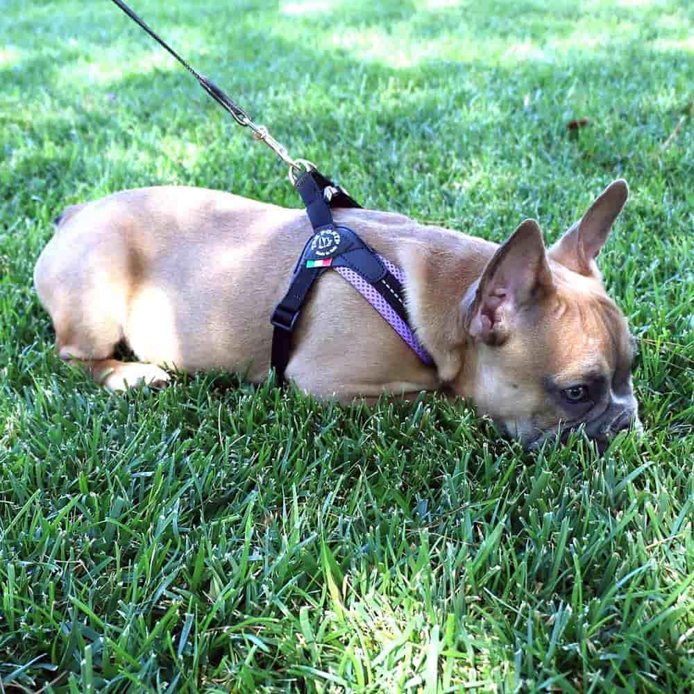 Adjustable Mesh Dog Harness for Small to Medium Pets, Reflective Step-In Design Across Seven Chest Sizes source image 7