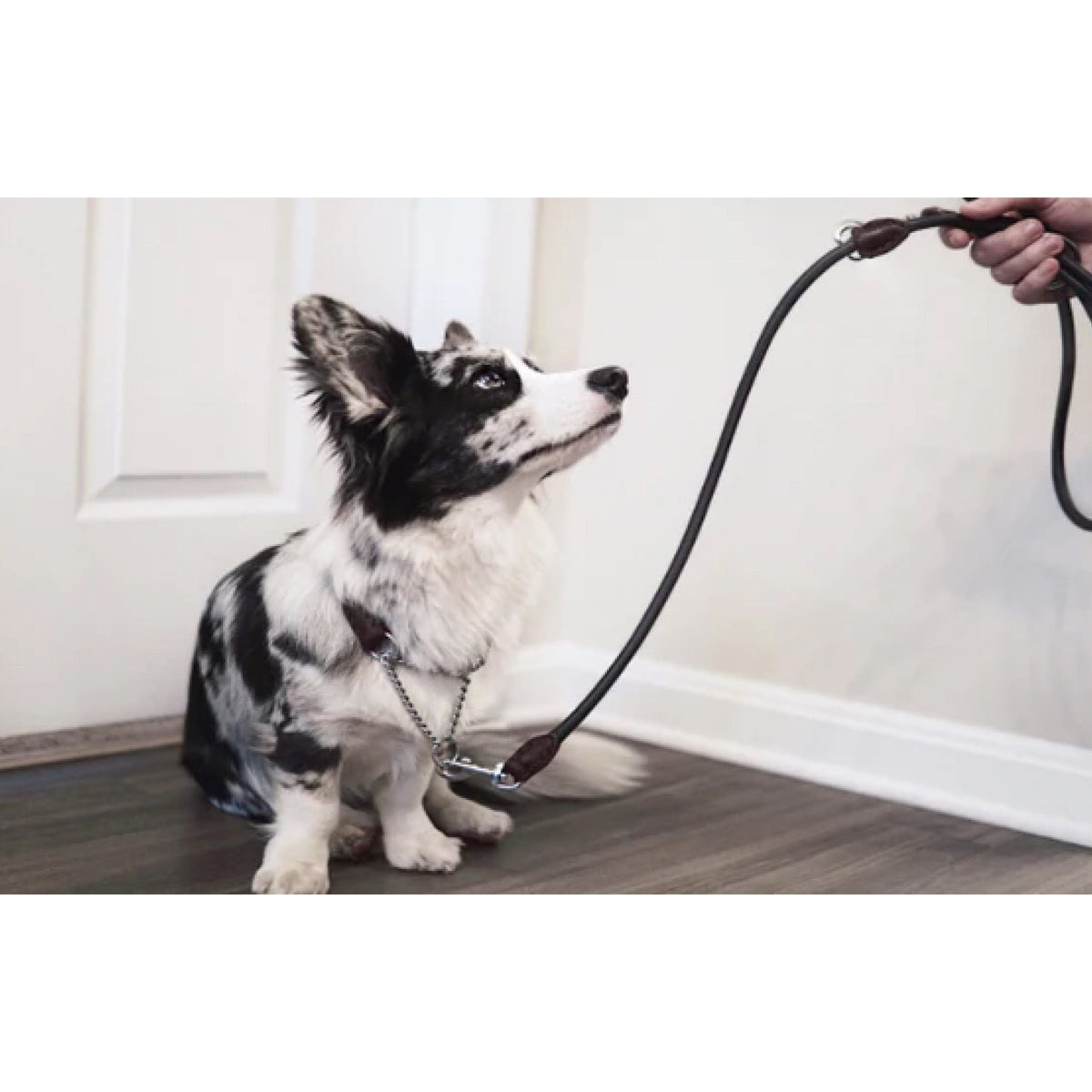 Rolled Leather Martingale Dog Collar, Seam-Free Round Design for Controlled Walks in 10 to 22 Inch Sizes source image 7
