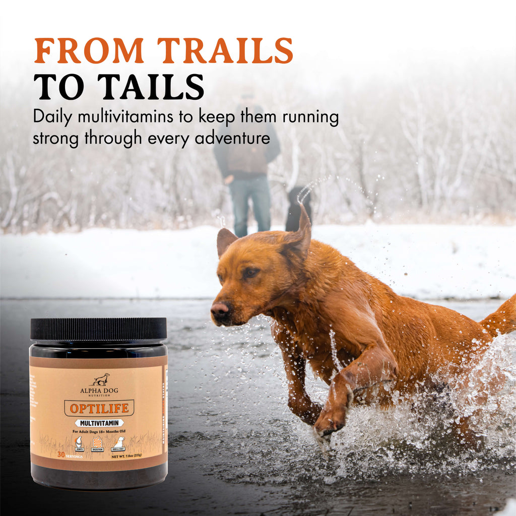 Whole-Food Adult Dog Multivitamin Powder for Daily Joint, Digestion, Immune and Skin Support source image 7
