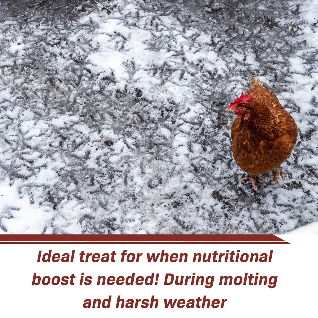 Dried Insect Poultry Feed, Mealworm and BSFL Foraging Supplement in Four Bulk Sizes for Chickens and Ducks source image 7