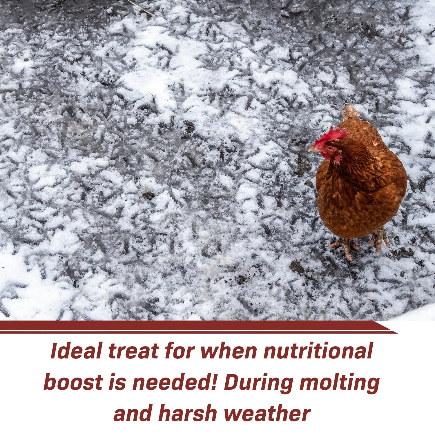 Dried Insect Poultry Feed, Mealworm and BSFL Foraging Supplement in Four Bulk Sizes for Chickens and Ducks source image 7