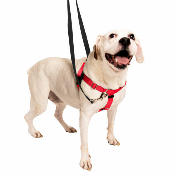 Red No-Pull Dog Harness, Velvet-Lined Chest Strap, Seven Sizes and Optional Double-Connection Leashes source image 7
