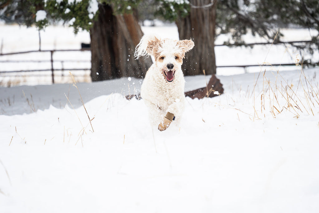 Water-Resistant Dog Booties, One Pair with Leather Soles and Neoprene Uppers for All-Weather Walks source image 7