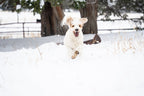 Water-Resistant Dog Booties, One Pair with Leather Soles and Neoprene Uppers for All-Weather Walks source image 7