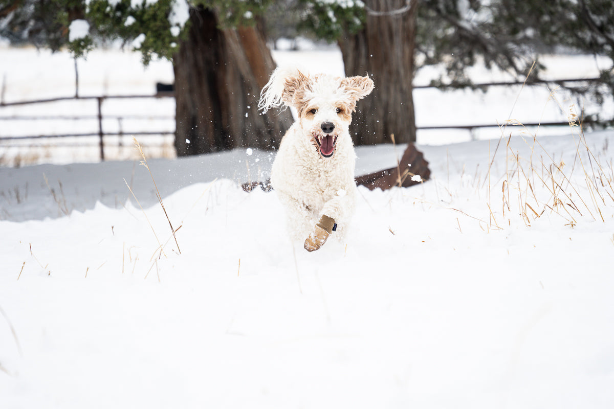 Water-Resistant Dog Booties, One Pair with Leather Soles and Neoprene Uppers for All-Weather Walks source image 7